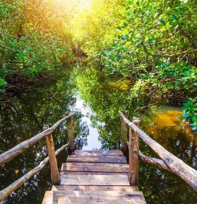 Mangrove forest on a sunny day at Jozani Chwaka Bay National Park, Zanzibar, Tanzania