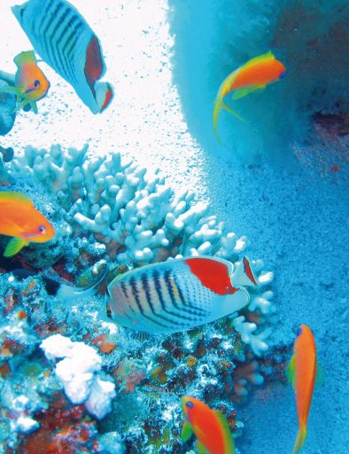 Mnemba Conservation Area Snorkel Tour 3