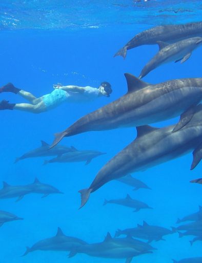 Mnemba Conservation Area Snorkel Tour 4