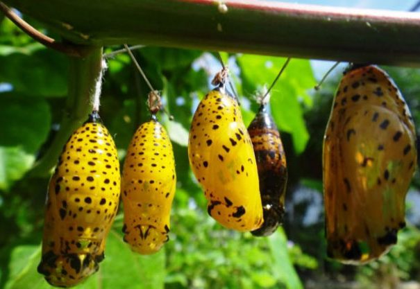 Zanzibar Butterfly Project 2