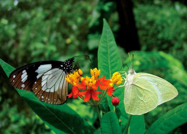 Zanzibar Butterfly Tour2