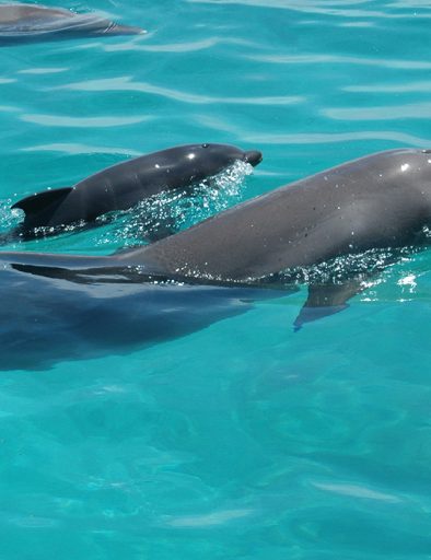 Dolphin Tour zanzibar
